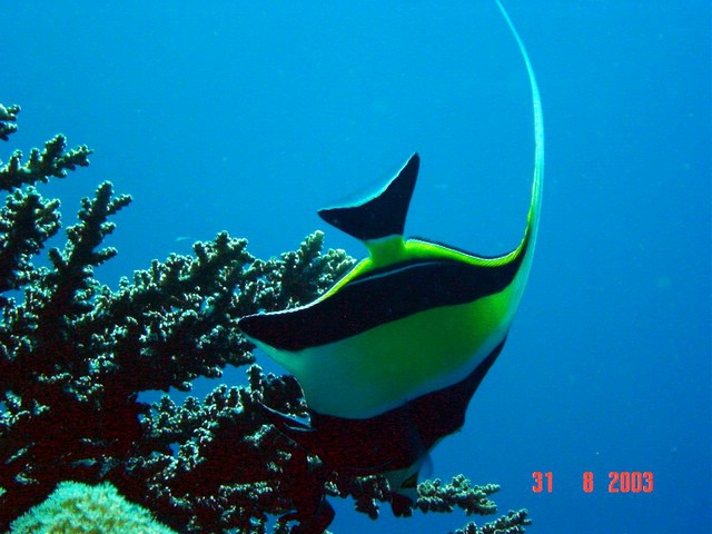 dsc00059a.jpg