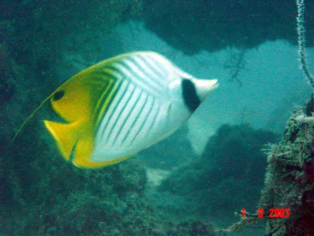 dsc00118a.jpg