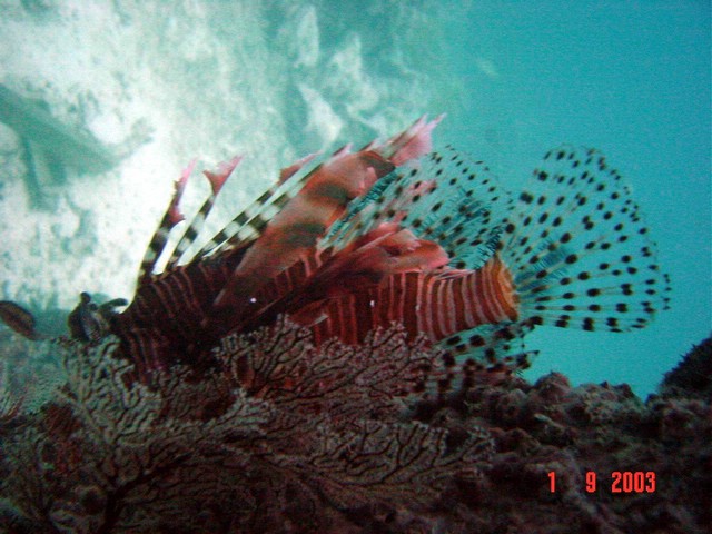 dsc00137a.jpg