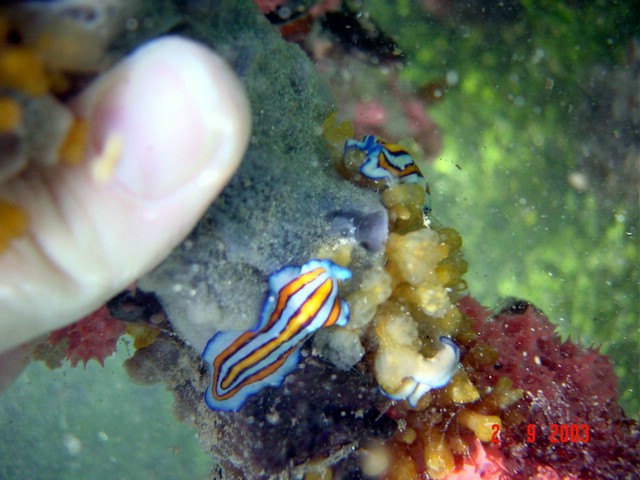 dsc00220a.jpg