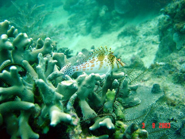 dsc00317a.jpg