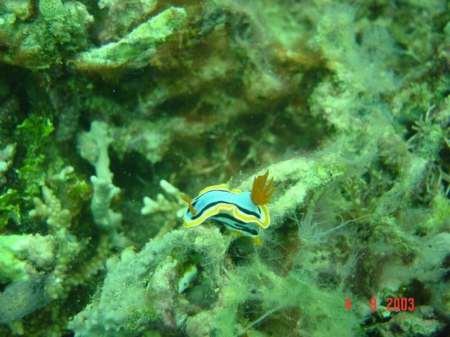 dsc00386.jpg