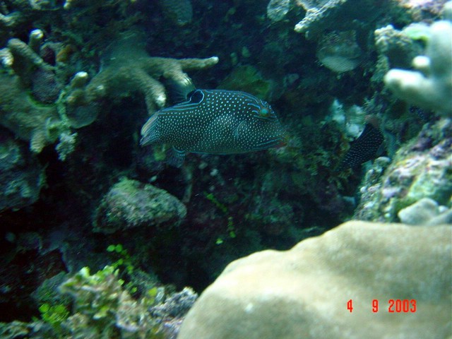 dsc00404a.jpg