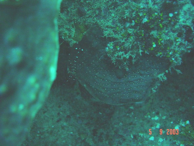 dsc00410a.jpg