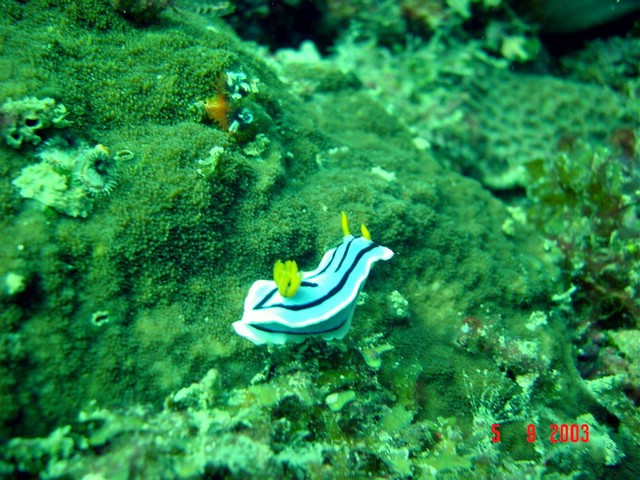 dsc00426a.jpg