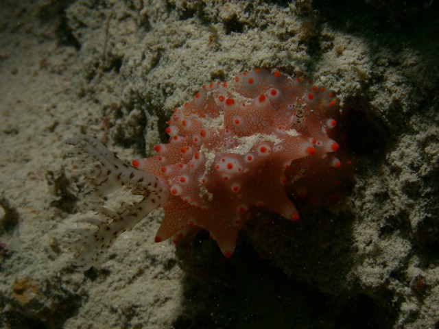dscn5700.jpg