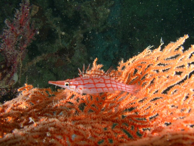 dscn5895.jpg