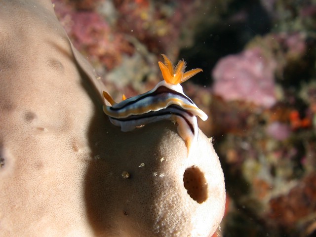 dscn5975.jpg