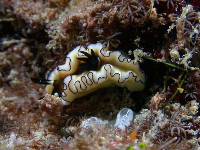 dscn6091.jpg