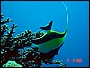 dsc00059a.jpg
