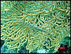 dsc00099a.jpg