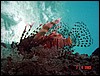 dsc00137a.jpg