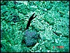dsc00299a.jpg