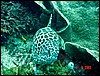 dsc00398a.jpg