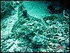 dsc00401a.jpg