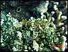 dsc00407a.jpg