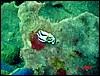 dsc00424a.jpg
