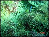 dsc00432a.jpg