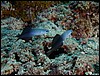 dscn5885.jpg