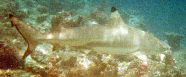 aasqualo1b.jpg