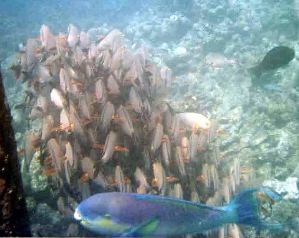 foto31a.jpg