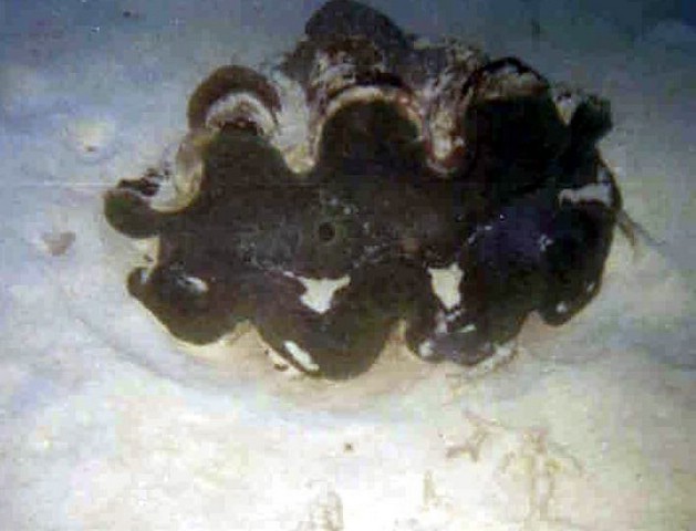 foto41a.jpg