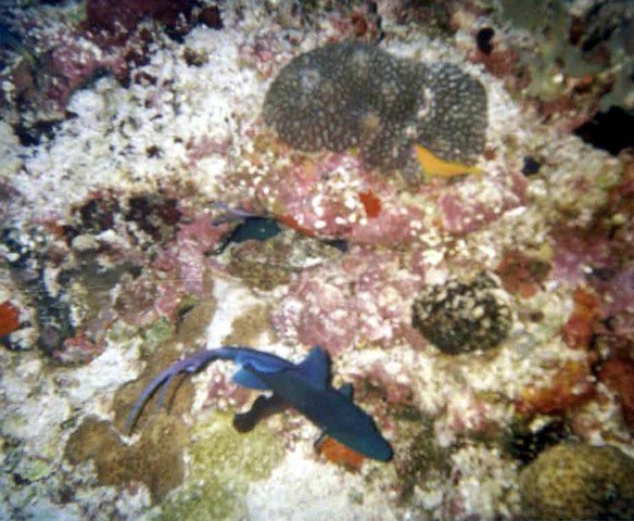 foto42a.jpg