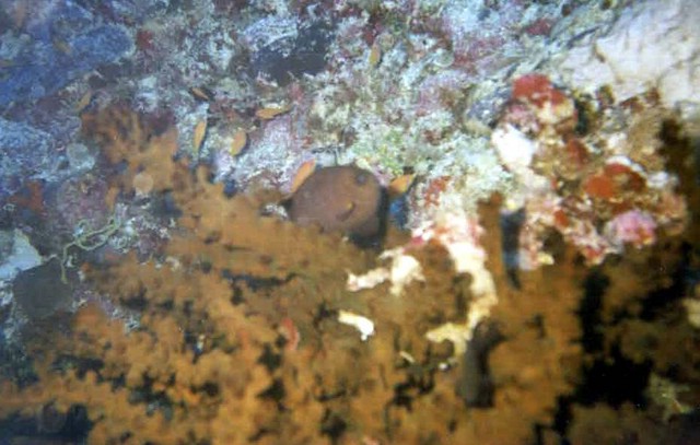 foto46a.jpg