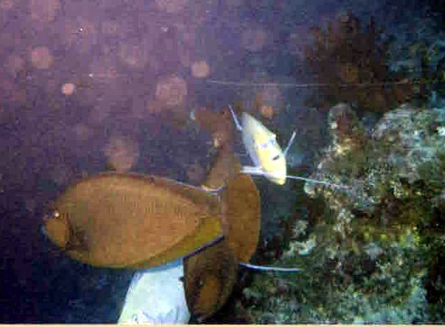 foto48a.jpg