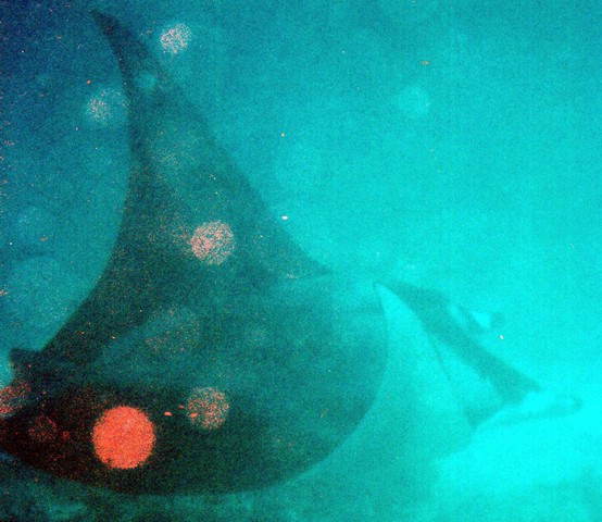 manta1a.jpg