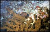 foto46a.jpg