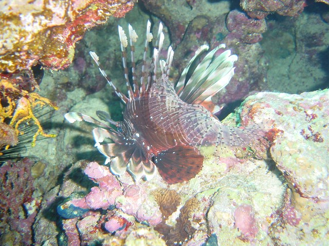 dsc00647.jpg