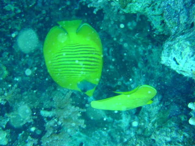 dsc00648.jpg