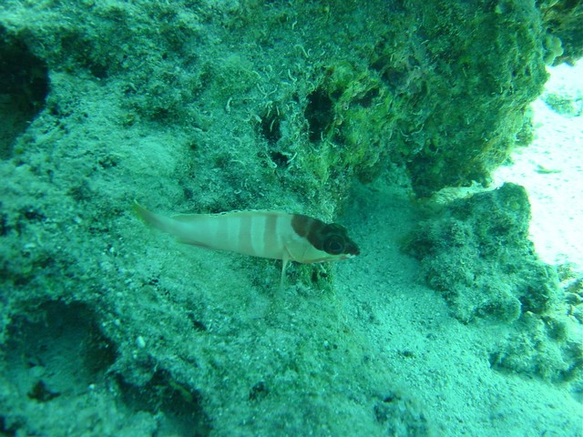 dsc00656.jpg