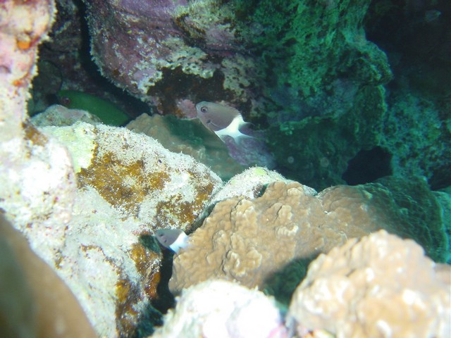 dsc00676.jpg