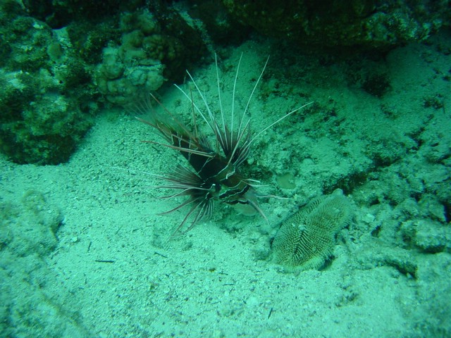 dsc00678.jpg