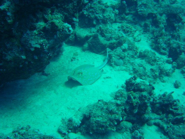 dsc00686.jpg