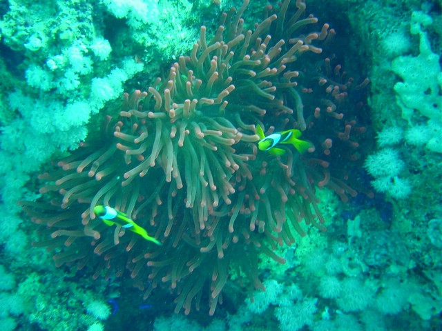 dsc00690.jpg
