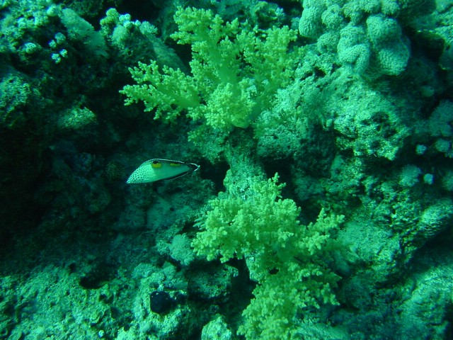 dsc00694.jpg