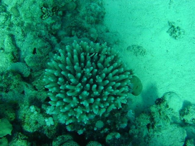 dsc00701.jpg