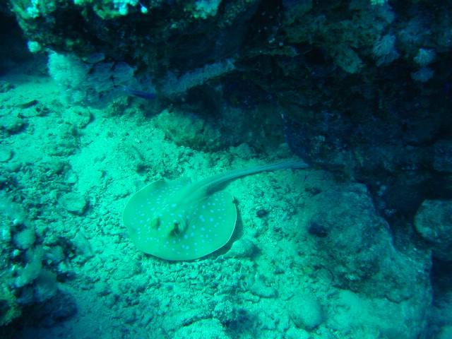 dsc00706.jpg