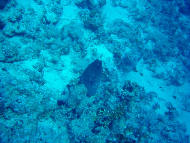 dsc00707.jpg