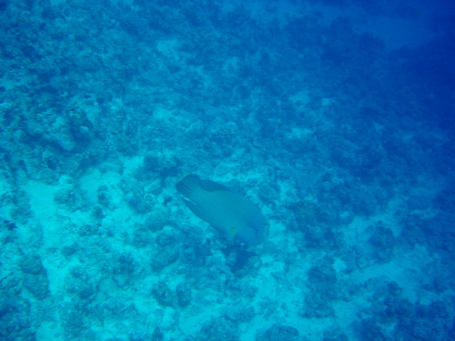 dsc00710.jpg