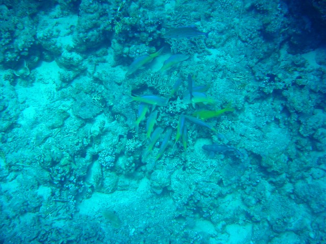 dsc00716.jpg