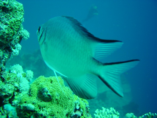 dsc00725.jpg