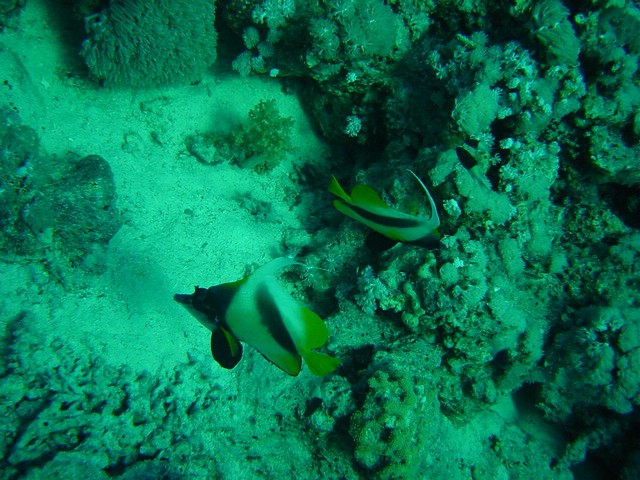 dsc00728.jpg