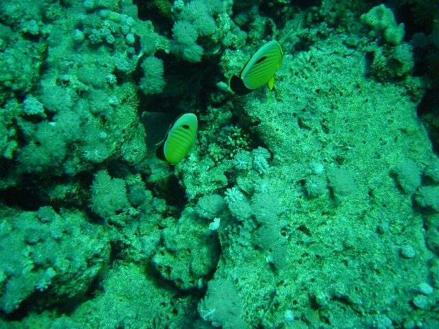 dsc00730.jpg