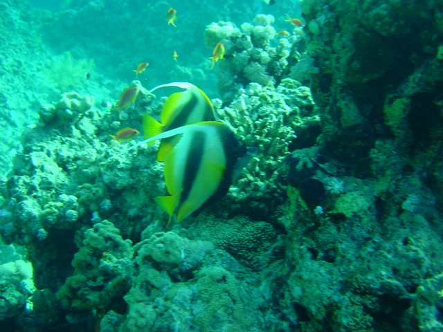 dsc00732.jpg