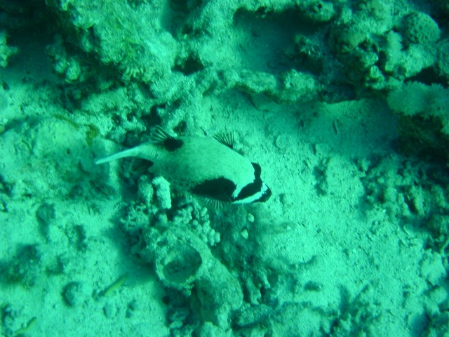 dsc00736.jpg