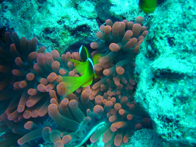 dsc00740.jpg